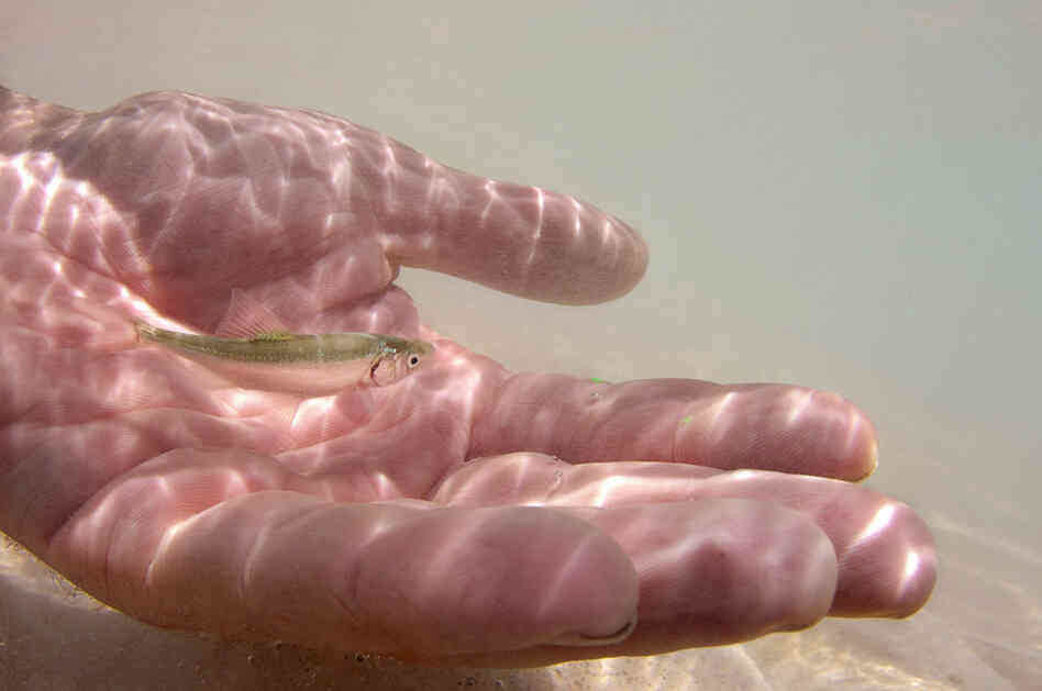 After being tagged with small computer chips or fluorescent dye under the skin, a subadult humpback chub fish is released back into the river. The diminished humpback chub population recently rose to 6,000 after workers euthanized more than 30,000 trout and carp.