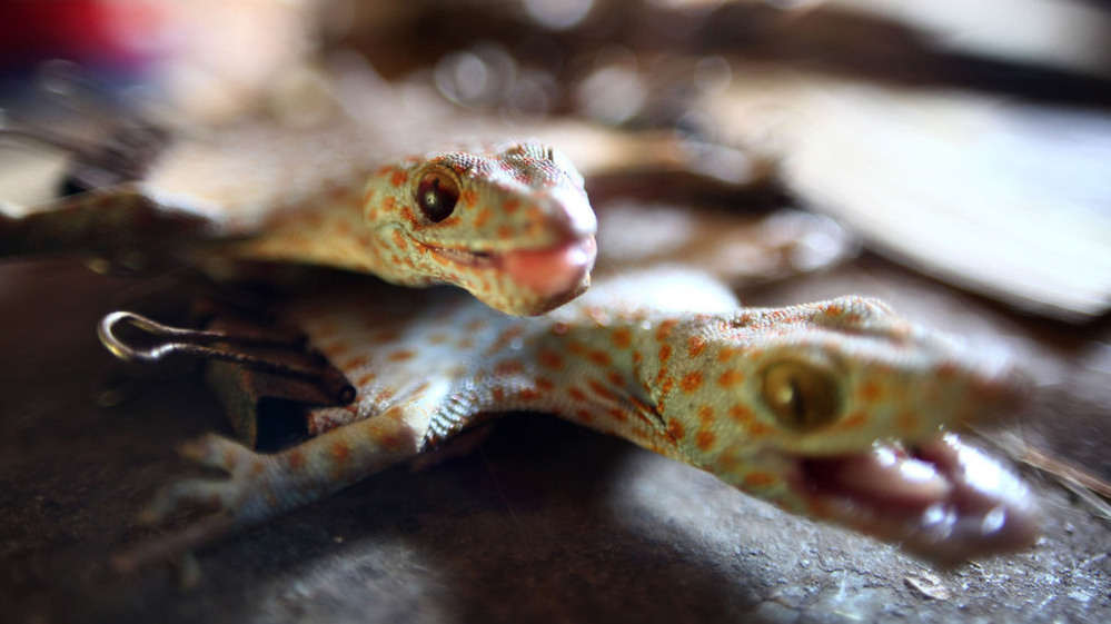 The trade in dried geckos, such as these from Indonesia, is on the rise amid growing demand for their use as an ingredient in medicinal and skin care products in Asia.