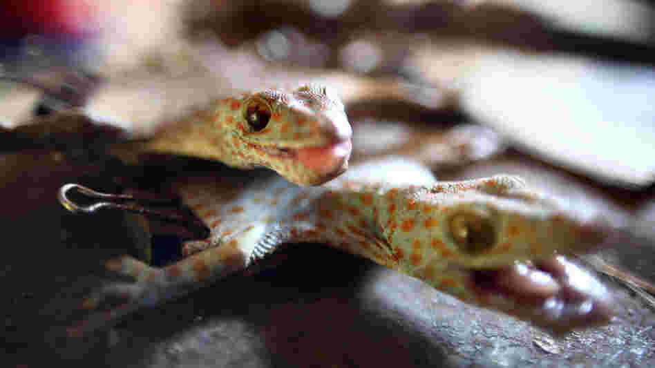 The trade in dried geckos, such as these from Indonesia, is on the rise amid growing demand for their use as an ingredient in medicinal and skin care products in Asia.