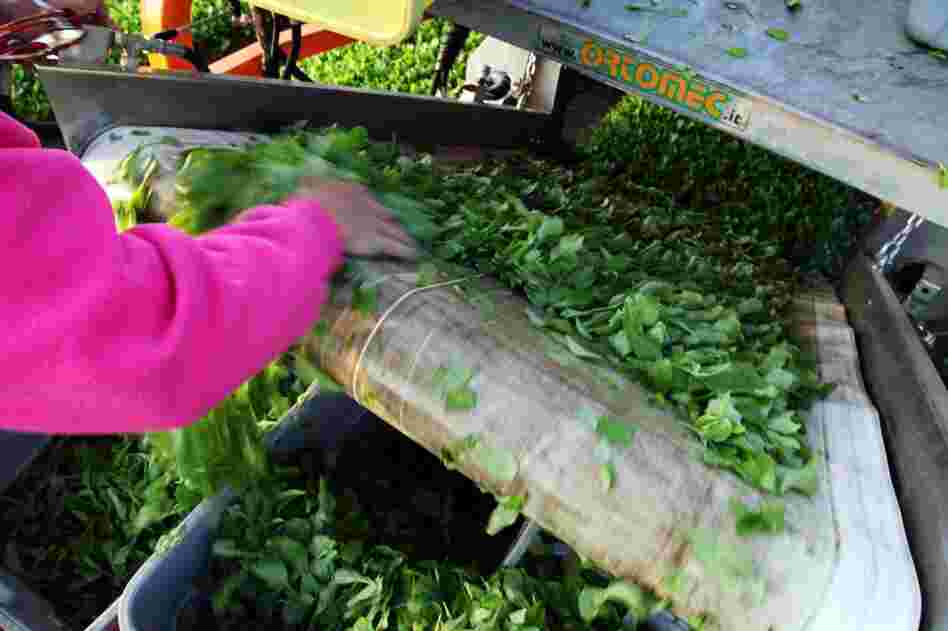 Johnson and his employees used to cut the fields of greens by hand. Now, they use a more effiecient industrial-scale cutter which allows them to grow and sell more greens at a lower price.