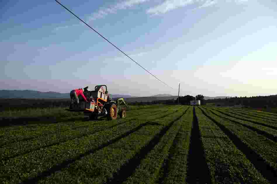 According to a local businessman, there are more organic farms per capita within 10 miles of Hardwick, Vt., than anywhere else in the world. 
