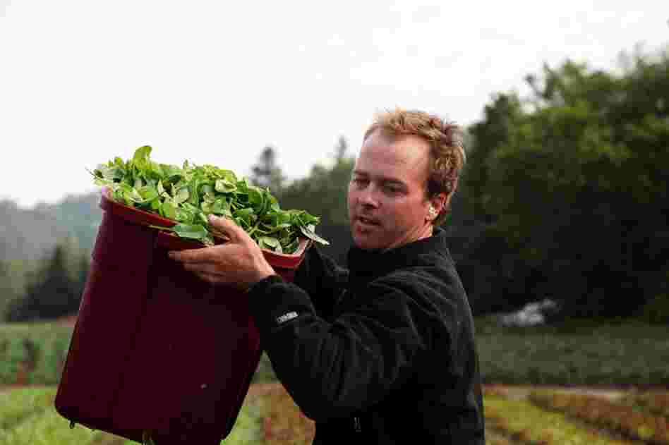 Pete Johnson has been growing and selling greens since he was a teenager. He now owns and runs Pete's Greens.