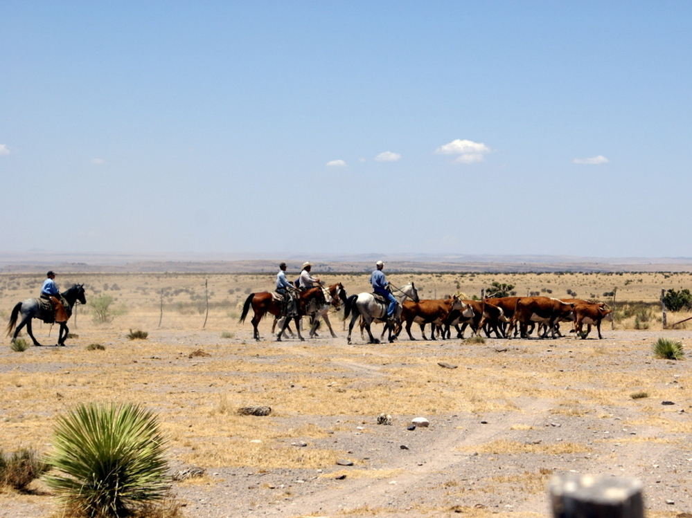 Cowboys on the MacGuire Ranch, where There Will Be Blood was filmed, drive Hereford cattle to the shipping pens.