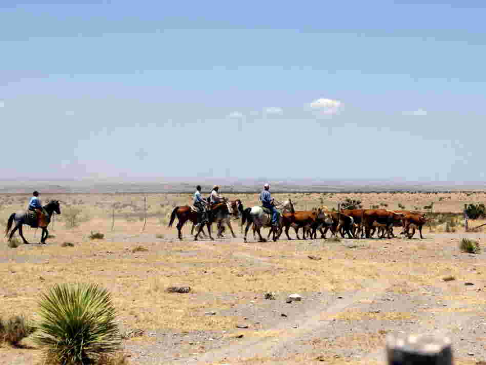 Cowboys on the MacGuire Ranch, where There Will Be Blood was filmed, drive Hereford cattle to the shipping pens.