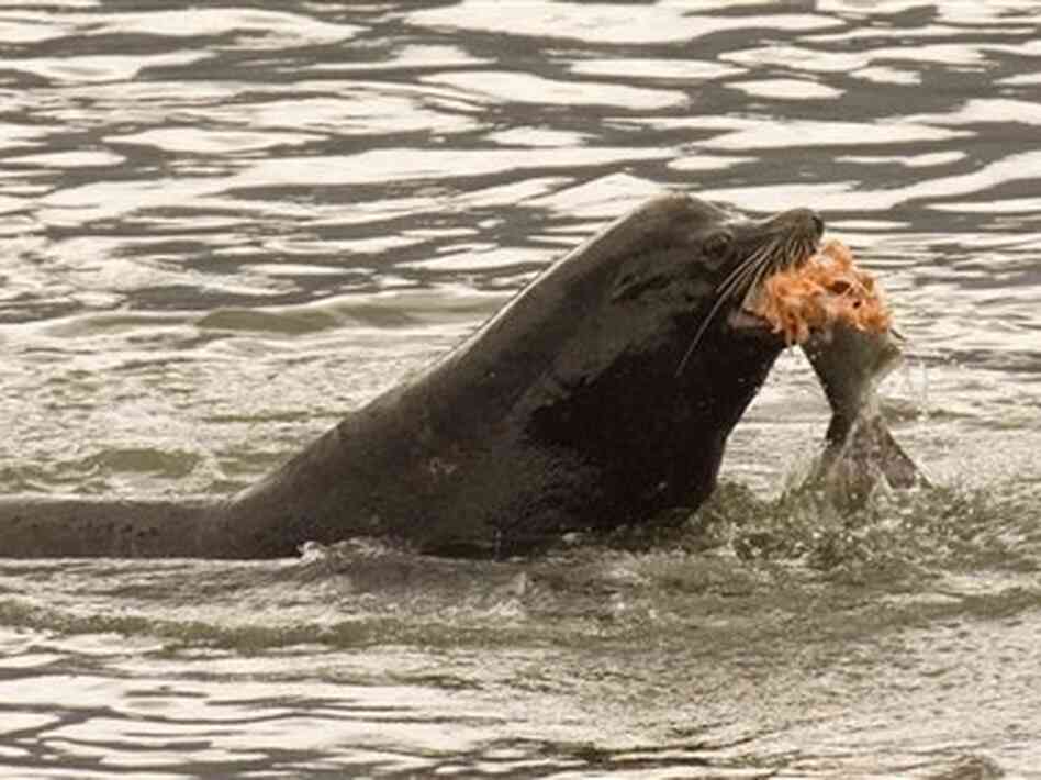 A sea lion eats a salmon in the Columbia River in Washington in 2008. A bill has recently been introduced in Congress to reauthorize the killing of sea lions that are eating the endangered salmon. A sea lion eats a salmon in the Columbia River in Washington in 2008. A bill has recently been introduced in Congress to reauthorize the killing of sea lions that are eating the endangered salmon.