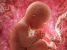 A rendering of a 36-week fetus in the womb. A rendering of a 36-week fetus in the womb.