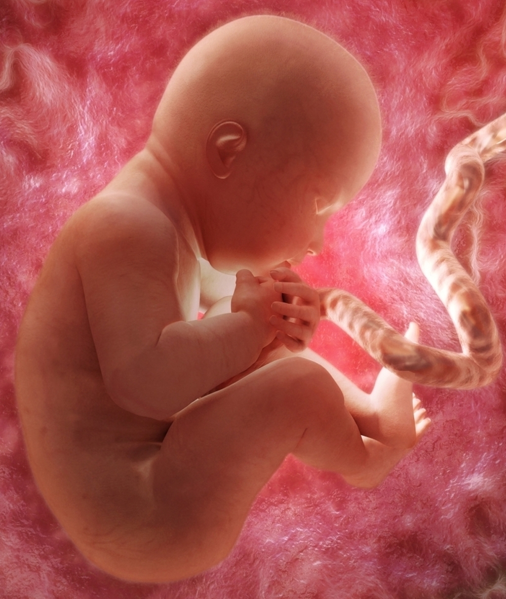 A rendering of a 36-week fetus in the womb.