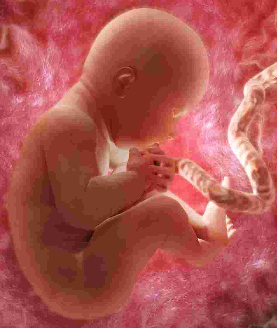 A rendering of a 36-week fetus in the womb.