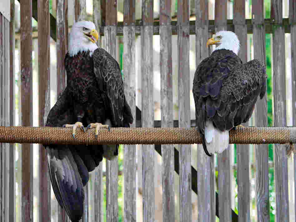 Back together. The female, left, taught her mate how to get up to the perch.