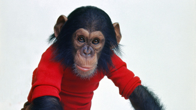 In the early 1970s, a chimpanzee named Nim was plucked from his mother's arms and transported into human homes in the hopes that he would learn sign language and open a window into ape thoughts.