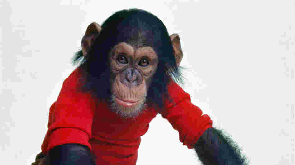 In the early 1970s, a chimpanzee named Nim was plucked from his mother's arms and transported into human homes in the hopes that he would learn sign language and open a window into ape thoughts.