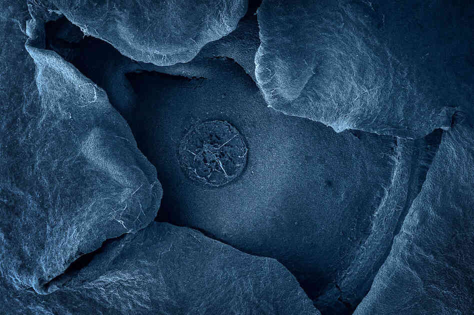 The blue of this blueberry magnified 32 times (terra cibus no. 1: blueberry) has been added in postproduction, as have the colors of all of Alpert's electron microscope images, but she tries to match the colors to be as true as possible. PREVIOUS SLIDE: Sundried tomato, 250 times magnification 