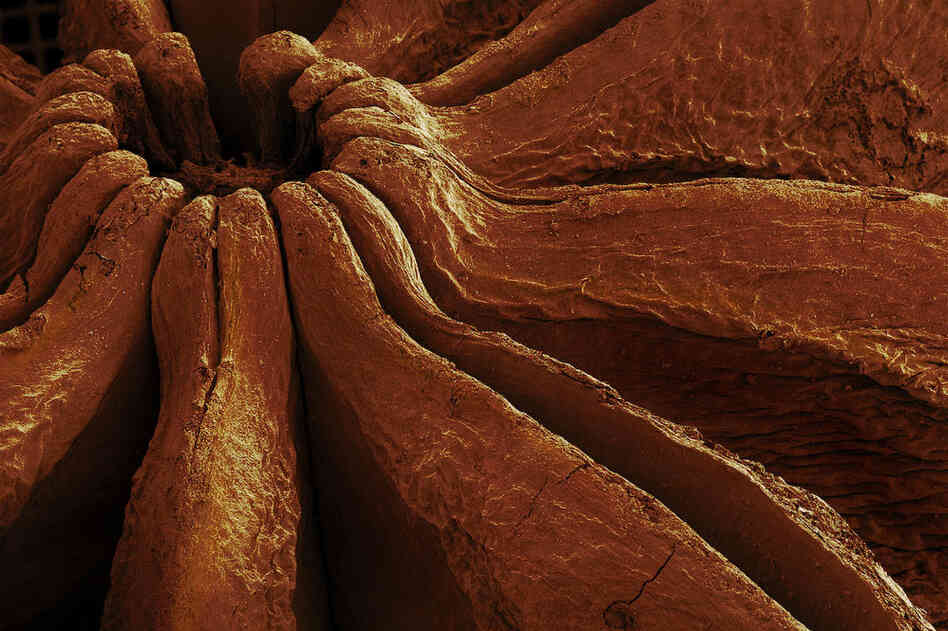 HINT: This "celestial" spice gives licorice its flavor.PREVIOUS SLIDE: Life Savers candy, 17 times magnification 