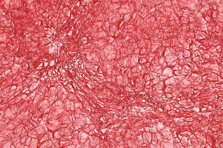 HINT: An edible red root veggie that is part of the mustard family.PREVIOUS SLIDE: Oreo cookie, 15 times magnification 
