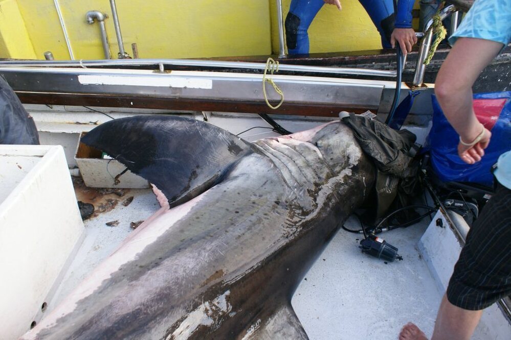 The researchers poured water on the shark's gills to keep it alive and they also placed a pair of jeans on its eyes to keep it calm.