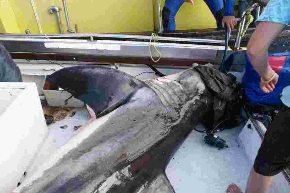 The researchers poured water on the shark's gills to keep it alive and they also placed a pair of jeans on its eyes to keep it calm.