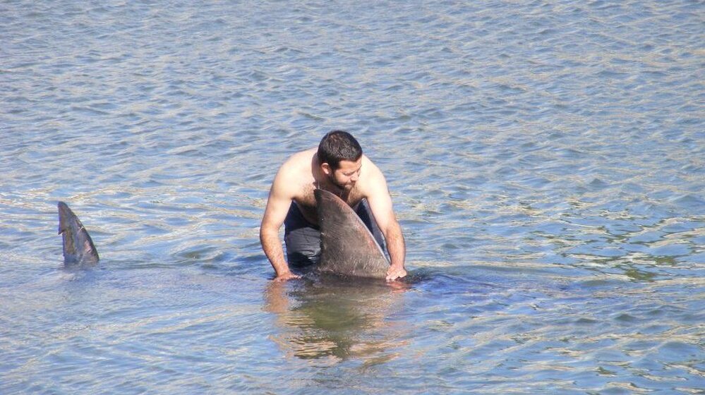 The shark was safely released.