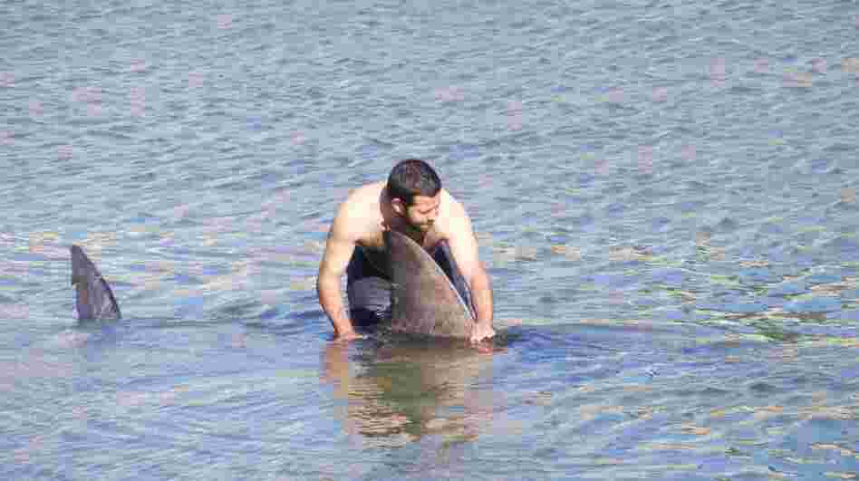 The shark was safely released.