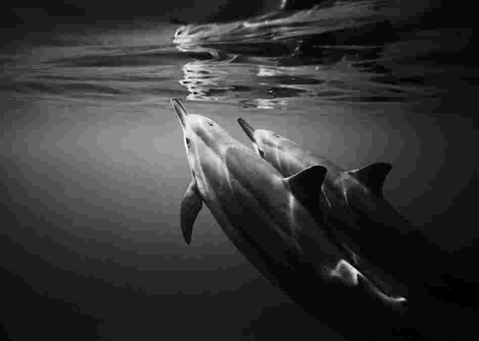 Reflecting Spinner Dolphins