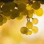 Sommelier Paul Grieco says the German Rieslings sold in the 1960s, '70s and '80s were sweeter than today's variety. Sommelier Paul Grieco says the German Rieslings sold in the 1960s, '70s and '80s were sweeter than today's variety.