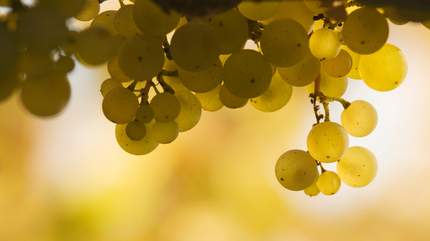 Sommelier Paul Grieco says the German Rieslings sold in the 1960s, '70s and '80s were sweeter than today's variety.