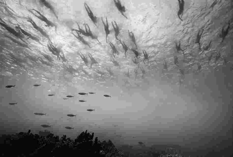 Fish and Swimmers, Ironman Triathlon