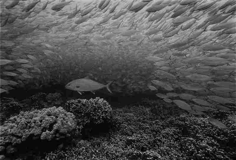 Amber Jack and Radiating Akule