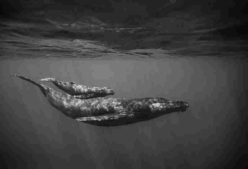 Mother and Baby Humpback Whales