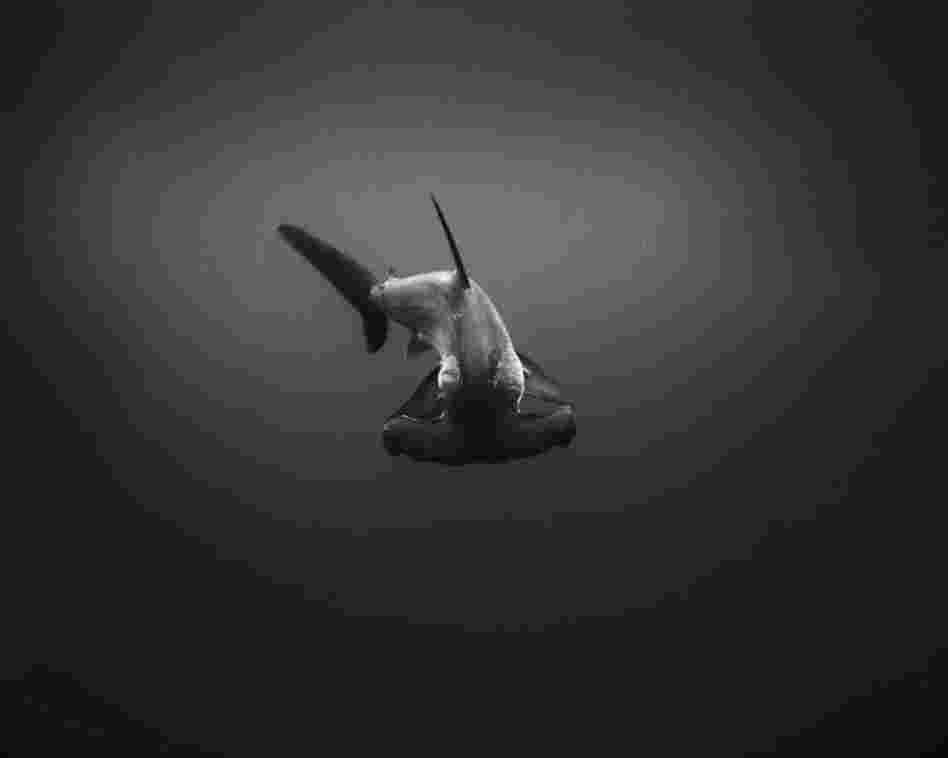 Hammerhead Shark