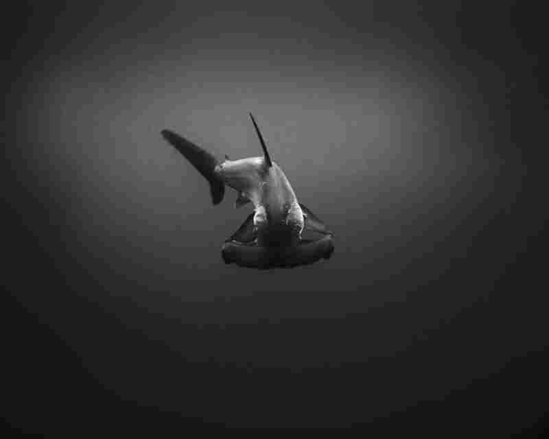 Hammerhead Shark