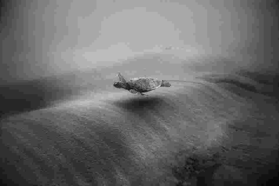 Green Sea Turtle over Moving Sand