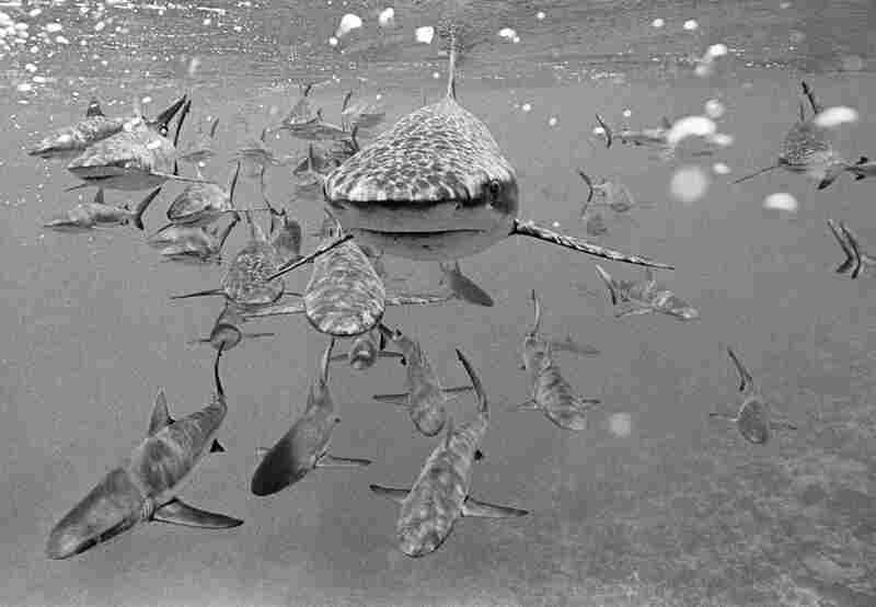 Large School of Gray Reef Sharks