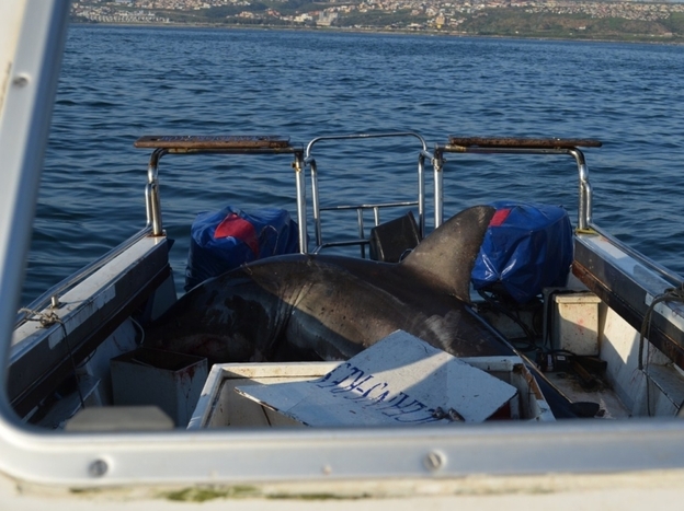 A great white shark jumped on a boat off the coast of South Africa.