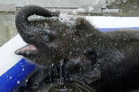 Malee, a 3-month-old Asian elephant, sprays herself with water in her wading pool at the Oklahoma City Zoo on Monday.