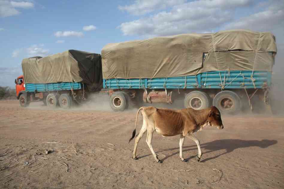 A malnourished cow walks along a road near the giant Dadaab refugee settlement on July 21. 
