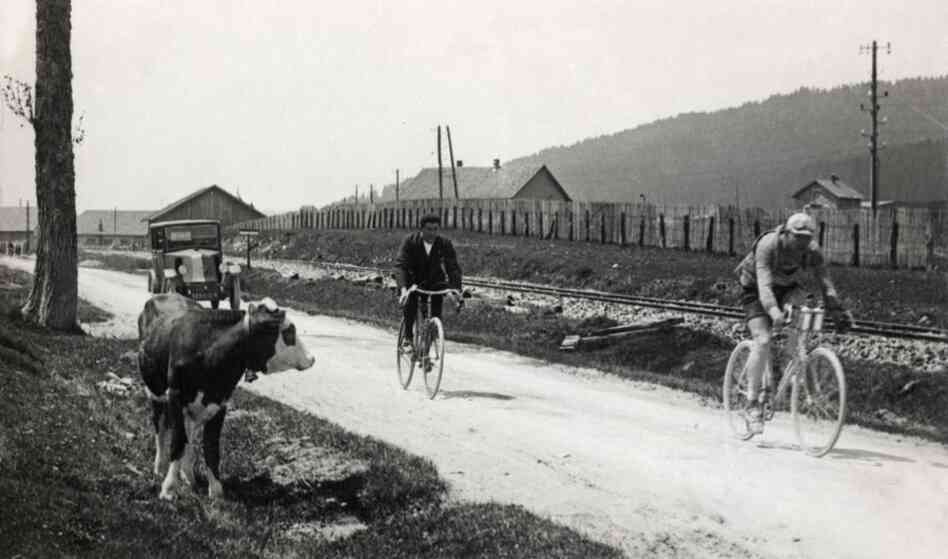 Cyclist Lucien Buysse passes a cow during the 1926 Tour de France, which he later went on to win. This was the longest race since the Tour de France started in 1903, totaling about 3,569 miles.