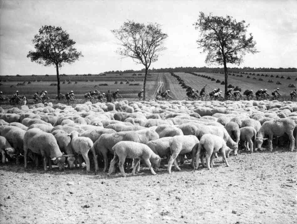 Cyclists pass a herd of sheep in the 19th stage of the 1938 race. This was the first year that cyclists were required to be part of a national team and could not ride independently.