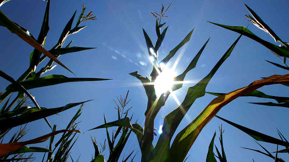 Corn stalks show signs of stress under the continued hot and dry weather conditions July 21, 2011, in Springfield, Ill.