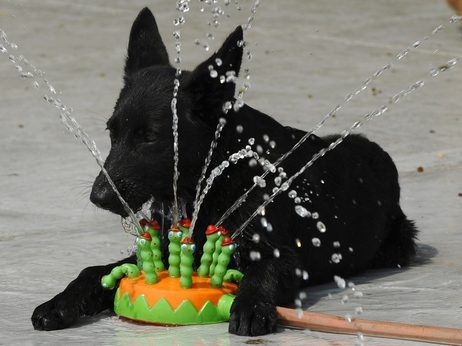 Dealing with the dog days: This pooch in Manhattan found one way to stay cool Thursday (July 21, 2011). Dealing with the dog days: This pooch in Manhattan found one way to stay cool Thursday (July 21, 2011).