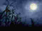 Full moon Full moon
