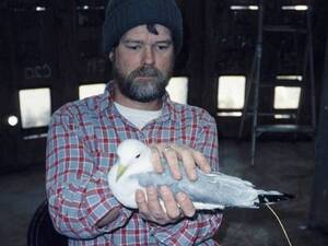USGS biologist Scott Hatch holds an adult black-legged kittiwake inside the research tower on Middleton Island. USGS biologist Scott Hatch holds an adult black-legged kittiwake inside the research tower on Middleton Island.