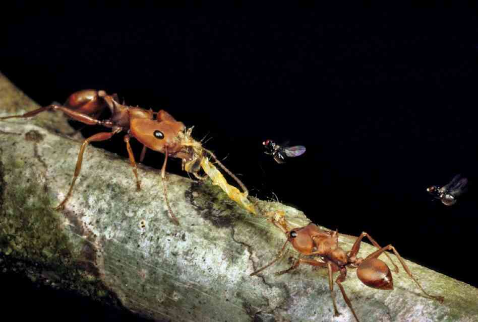 Venezuelan Daceton ants are not as cooperative as marauder ants when transporting food. Two workers have pulled a caterpillar in opposite directions.