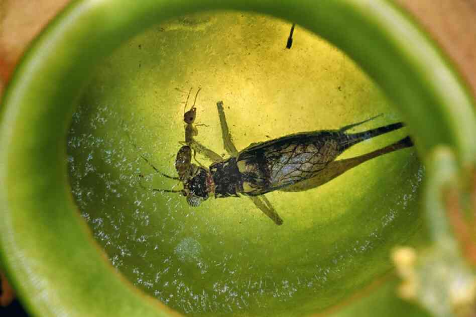 Most ants can swim, at least to some degree. A Camponotus schmitzi worker in Brunei dives into the digestive fluids of a pitcher plant to retrieve the corpse of a cricket.