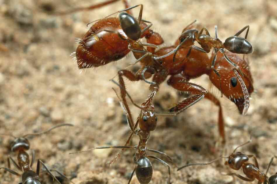 To maintain good hygiene, worker ants will climb on the body of a larger ant and lick her body. Here, the larger ant has begun to kick them away.