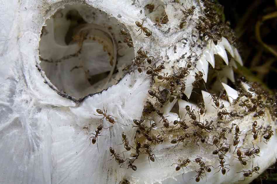 The aggressive Argentine ant is a threat to ecosystems worldwide. Worker ants can eliminate populations of caterpillars, snails, moths, bees — or a whole piranha (above).