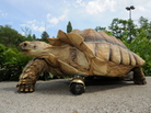 Gamera, a 12-year-old African spur-thighed tortoise, got a wheel from the local hardware store to replace a burned limb that had to be amputated. Gamera, a 12-year-old African spur-thighed tortoise, got a wheel from the local hardware store to replace a burned limb that had to be amputated.
