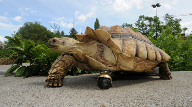 Gamera, a 12-year-old African spur-thighed tortoise, got a wheel from the local hardware store to replace a burned limb that had to be amputated.