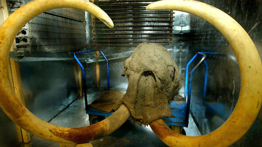 This is what a woolly mammoth looked like — the 10,000-year-old head was found, preserved in ice in the Siberian tundra near the Russian town of Yakutsk in this photo from 2003.