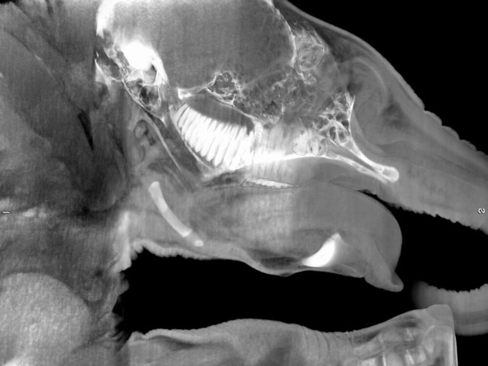 Marguerite Humeau worked with the the Institute of Zoo and Wildlife Research in Berlin to study the resonance cavities of elephants, a distant mammoth relative.