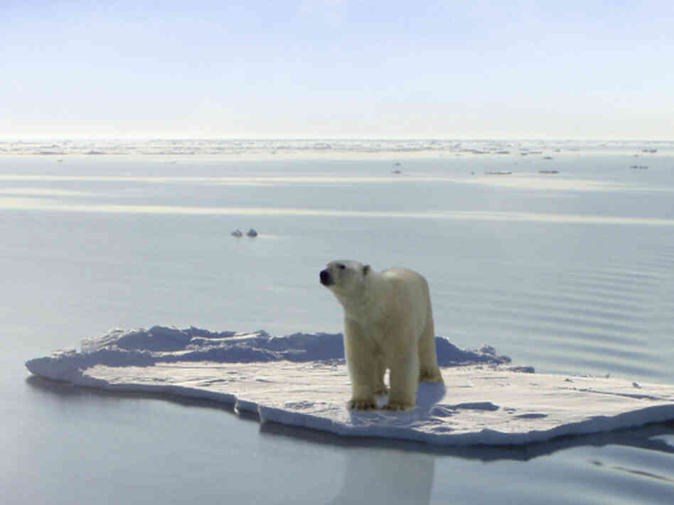 As warming temperatures drive polar bears south, they're starting to mix with brown bears much the way they did thousands of years ago.